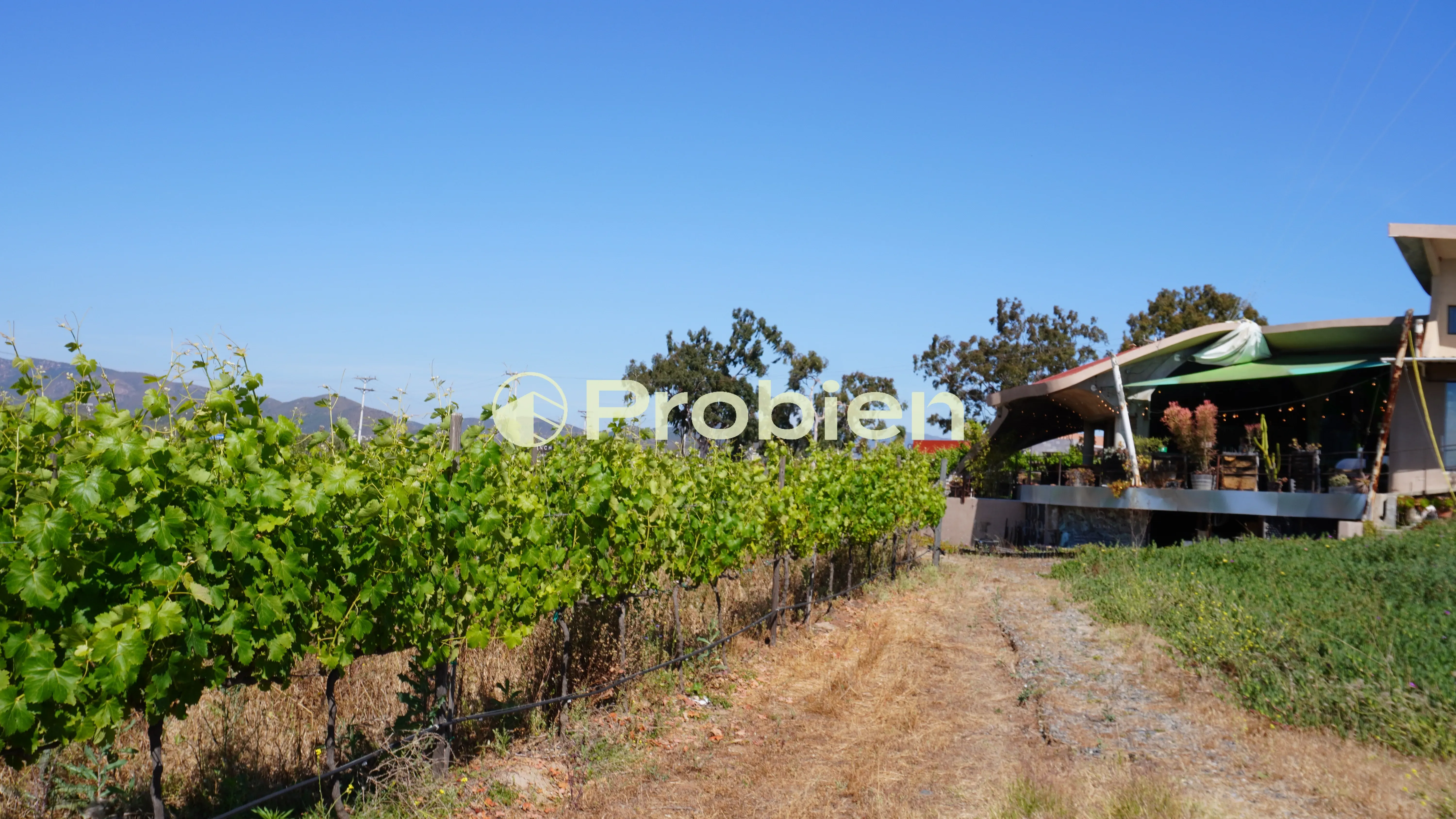 Vinicola en Venta - Valle de Guadalupe