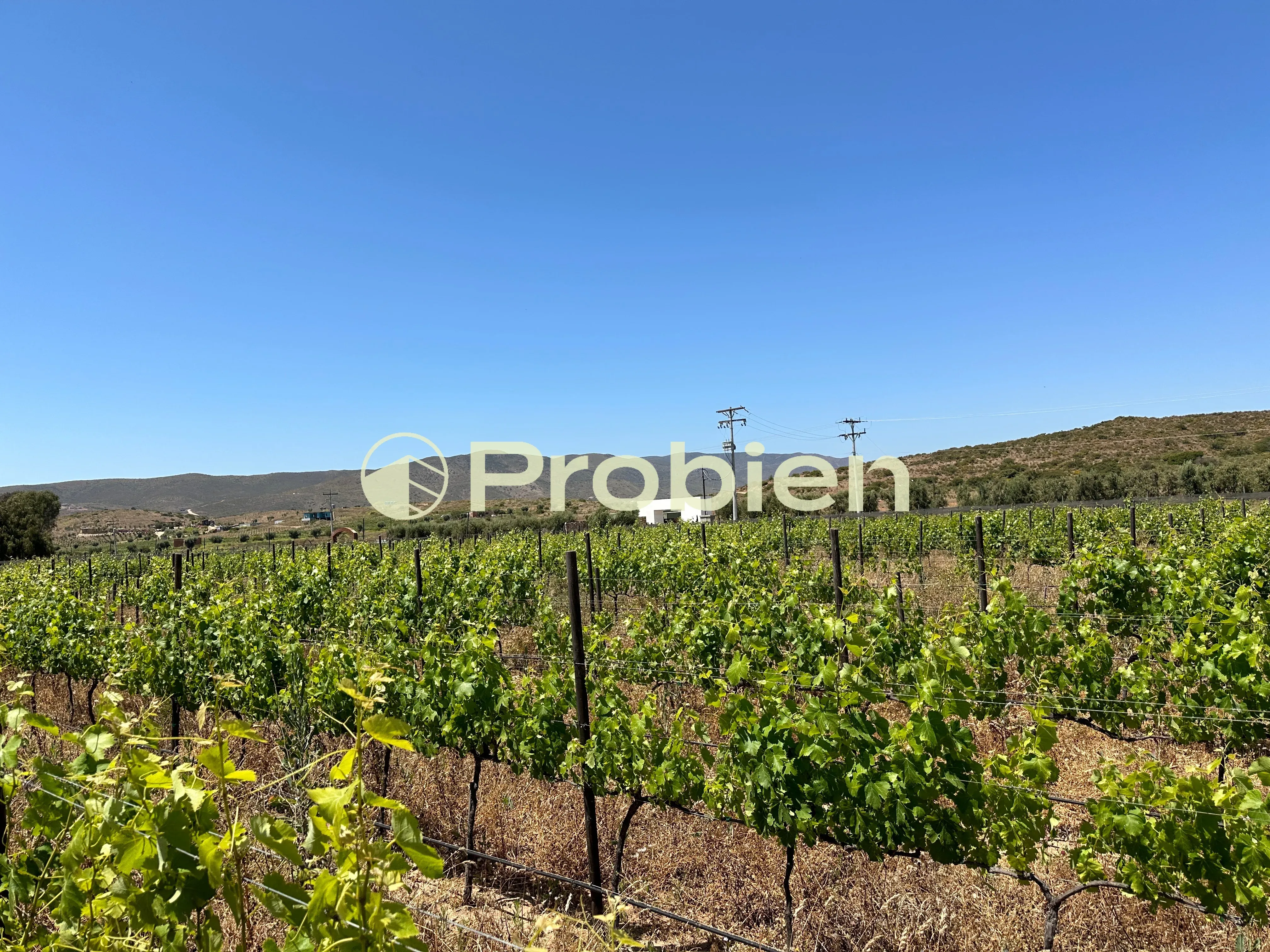 Vinicola en Venta - Valle de Guadalupe