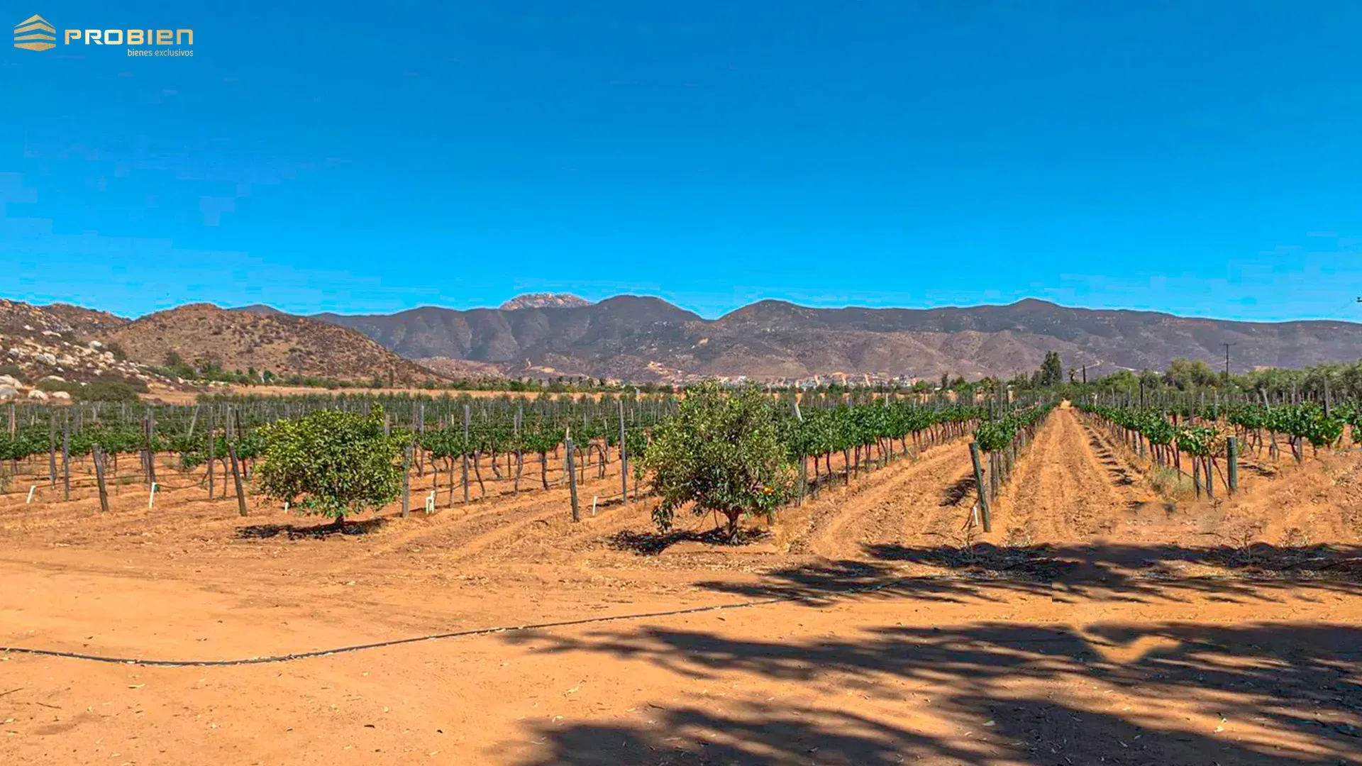 Terreno para desarrollo en Venta - Valle de Guadalupe