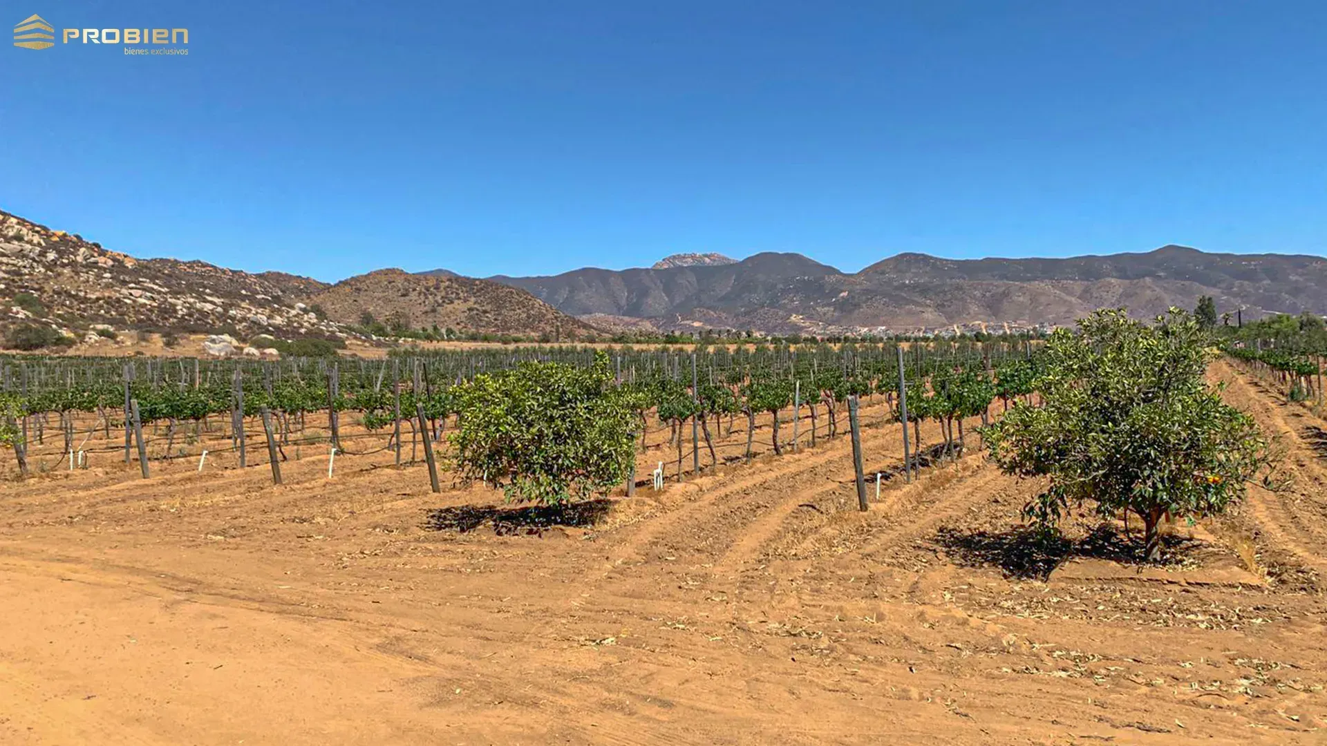 Terreno para desarrollo en Venta - Valle de Guadalupe